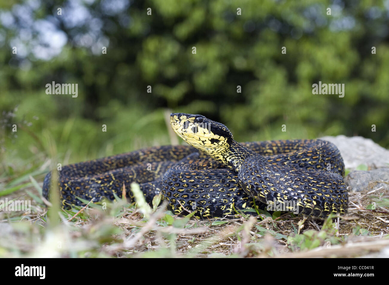 RED SPOTTED GRUBENOTTER. Trimeresurus Jerdonii. Giftige. Die Jerdon Viper Stockfoto