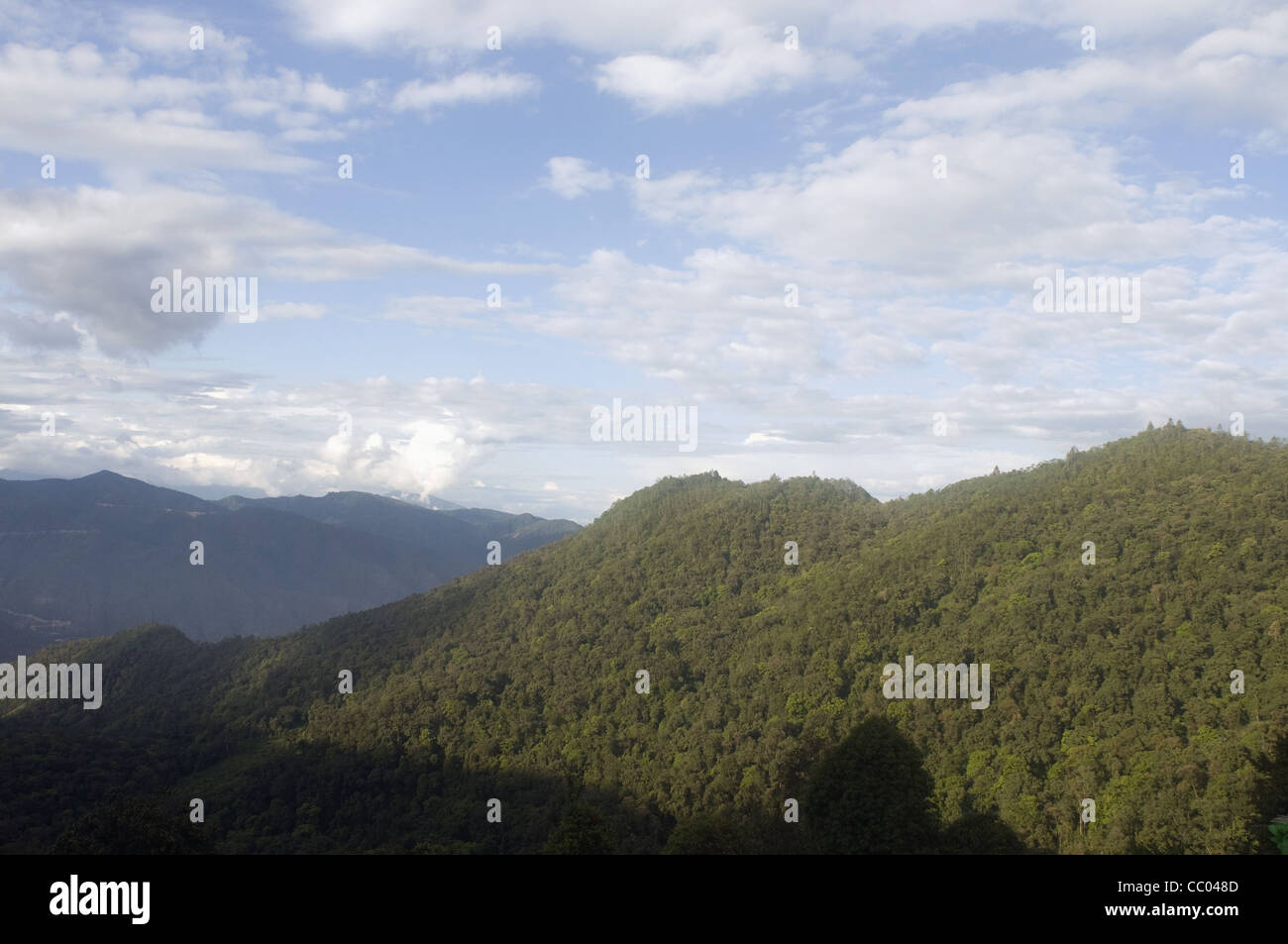 Montane Wald im Nordosten Indiens Stockfoto