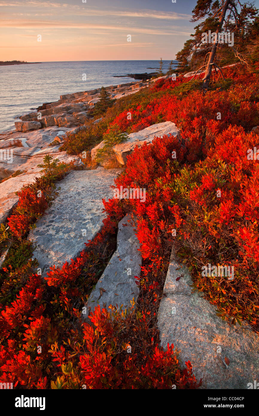 Niedrige süßen Heidelbeeren Pflanze zeigt Herbstfarbe an der Küste von Schoodic Peninsula im Acadia National Park, Maine, USA Stockfoto