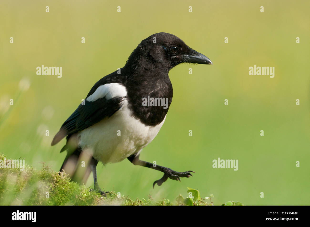 Europäische Elster (Pica Pica) thront auf einem Baumstamm Stockfoto