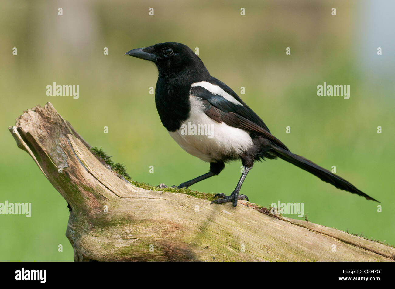Europäische Elster (Pica Pica) thront auf einem Baumstamm Stockfoto
