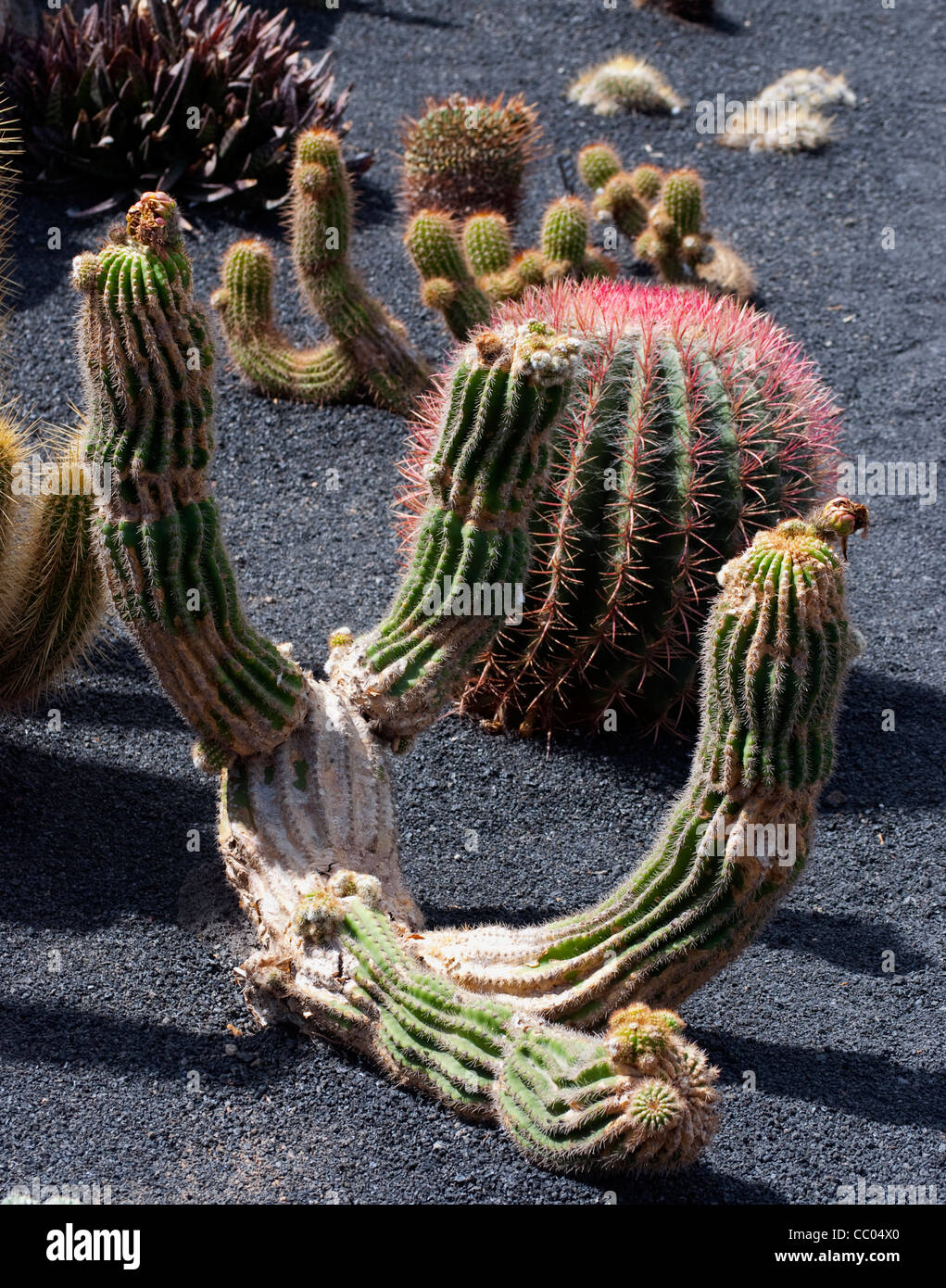 Nahaufnahme einer Vielzahl von ungewöhnlichen Kakteen aus Spanien Stockfoto