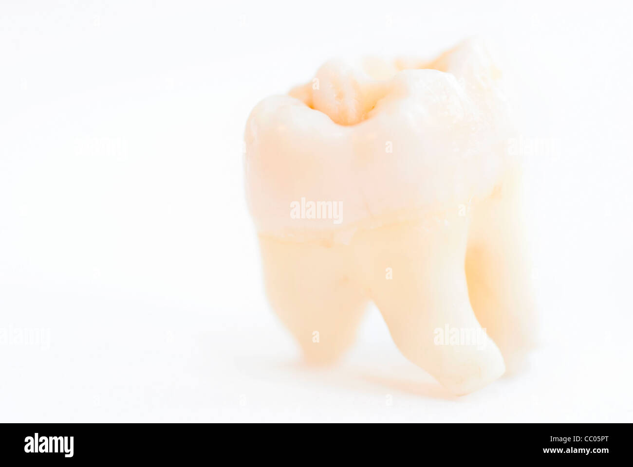 Makroaufnahme der einzelnen menschlichen Zahn. Fokus auf die obere Kante, Wurzeln streut Stockfoto