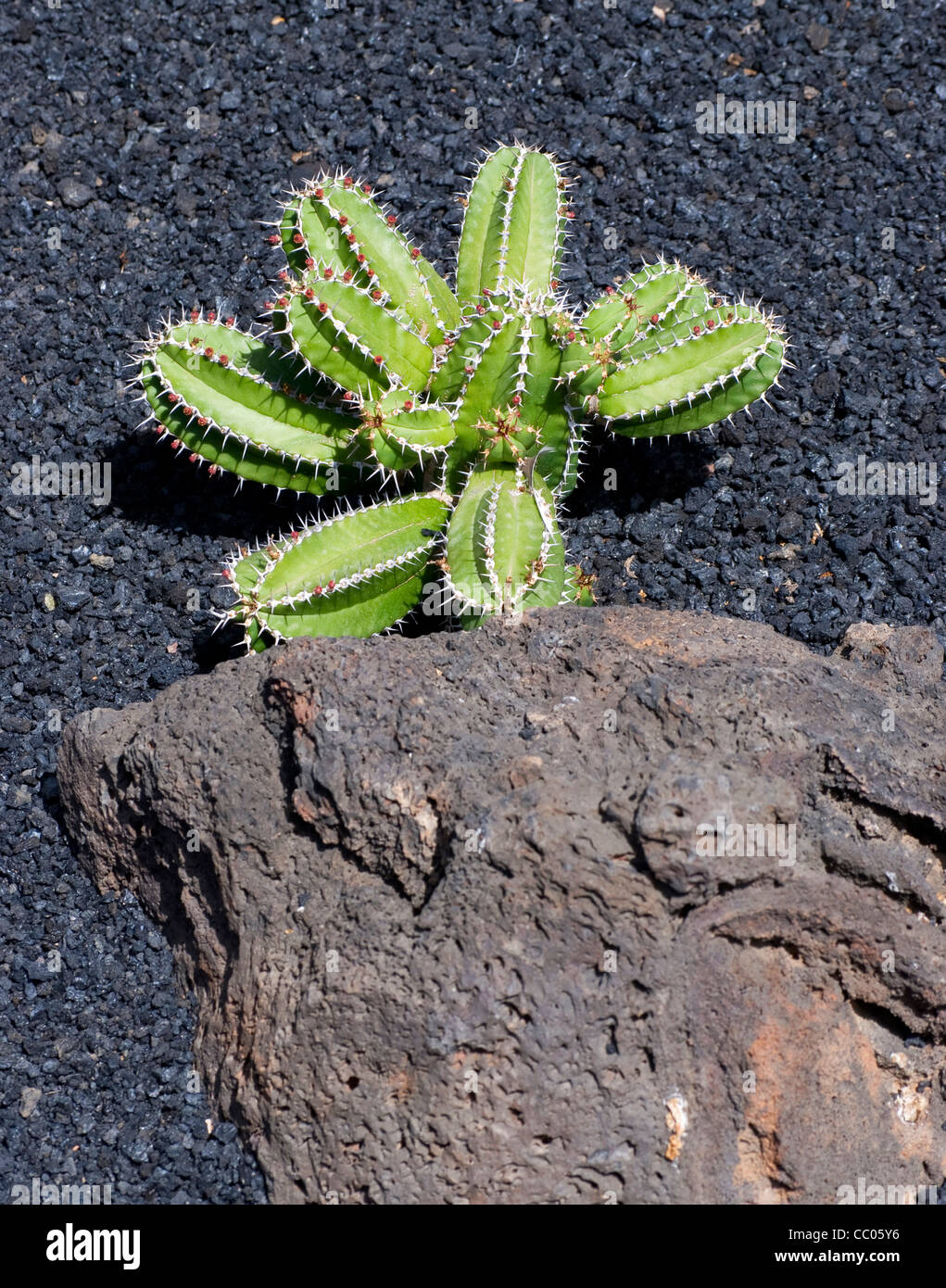 Nahaufnahme einer Vielzahl von ungewöhnlichen Kakteen aus Spanien Stockfoto