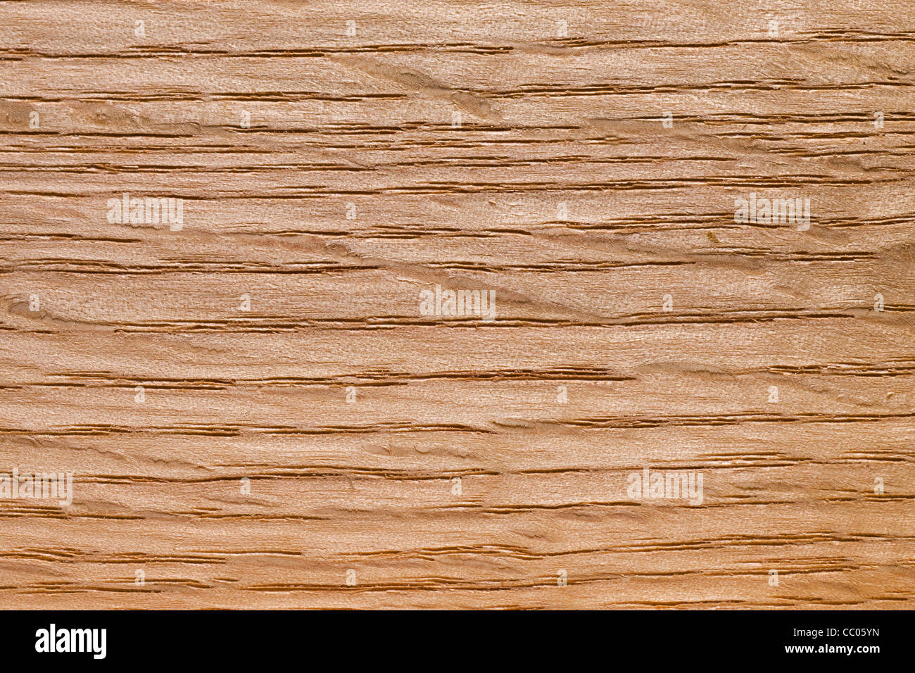 Prise Roteiche Holz / Eiche-Weltmeister (Quercus Rubra / Quercus Borealis), Nordamerika Stockfoto