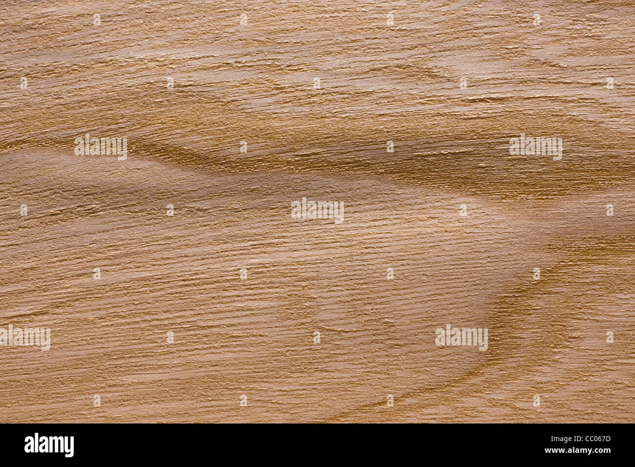 Holzmaserung der Ulmen (Ulmus), Europa Stockfoto