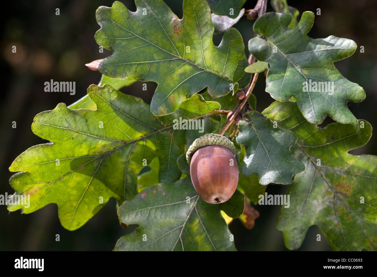Eicheln und Blätter der englischen Eiche / pedunculate Eiche (Quercus Robur), Belgien Stockfoto