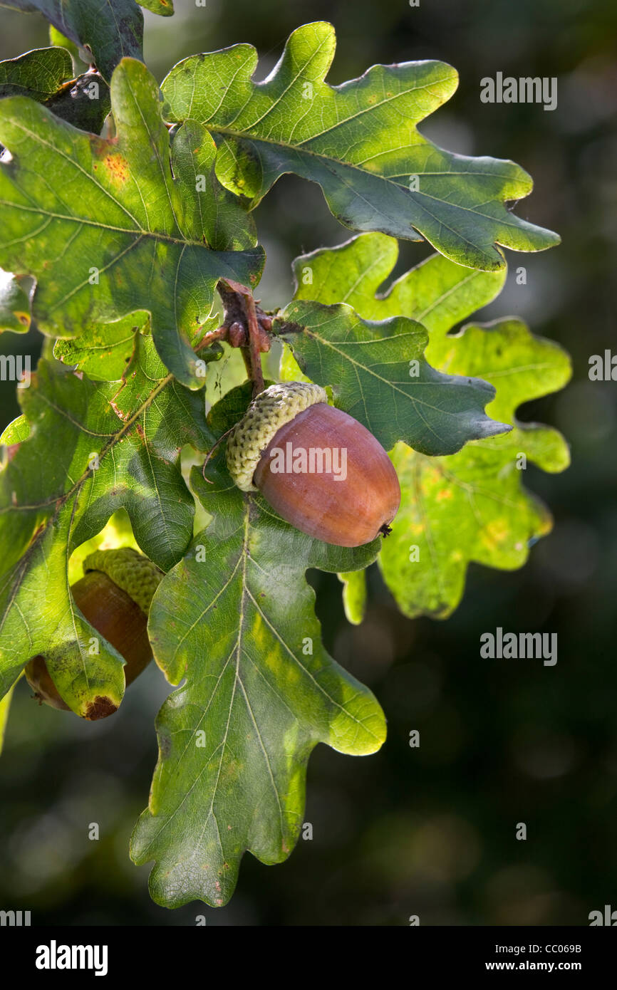 Eicheln und Blätter der englischen Eiche / pedunculate Eiche (Quercus Robur), Belgien Stockfoto