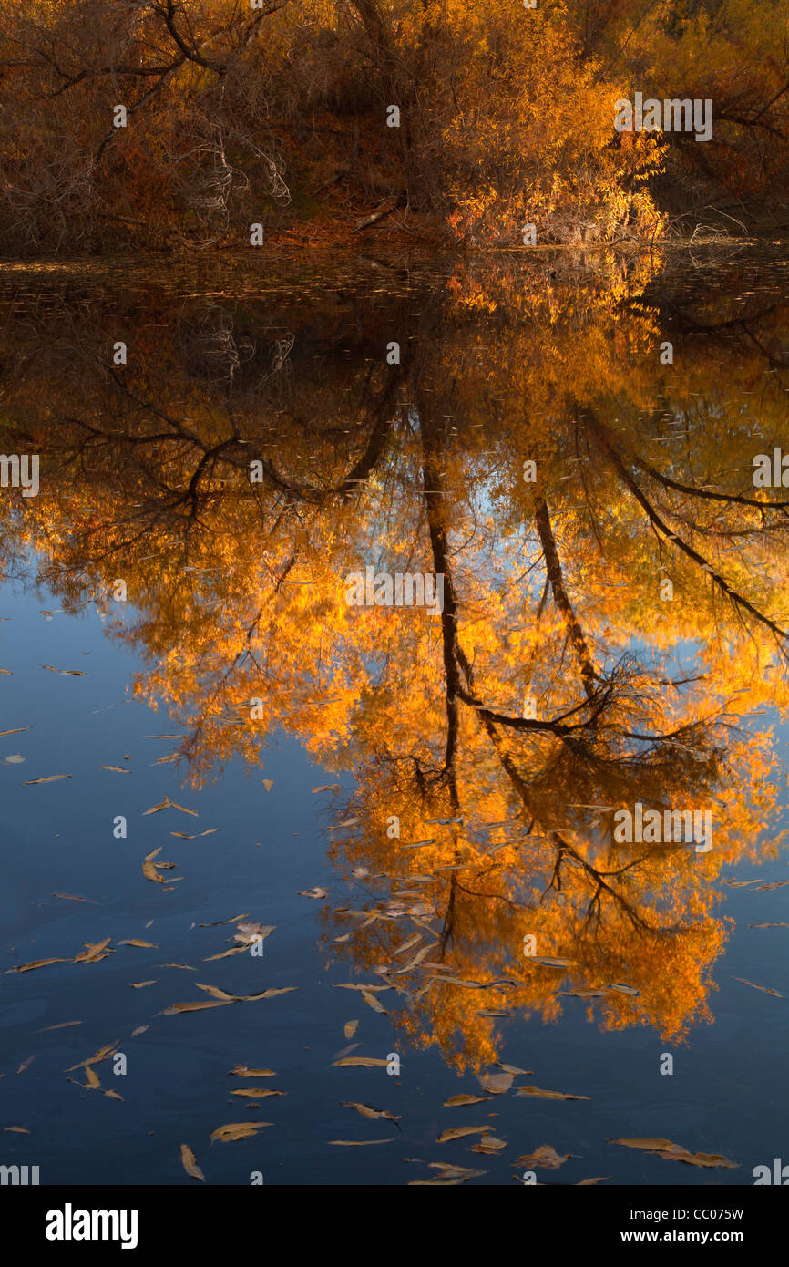Ein Baum der Pappeln (Populus Fremontii) spiegelt sich in Palm See im Hassyampa-Naturschutzgebiet in der Nähe von Wickenburg, Arizona, USA Stockfoto