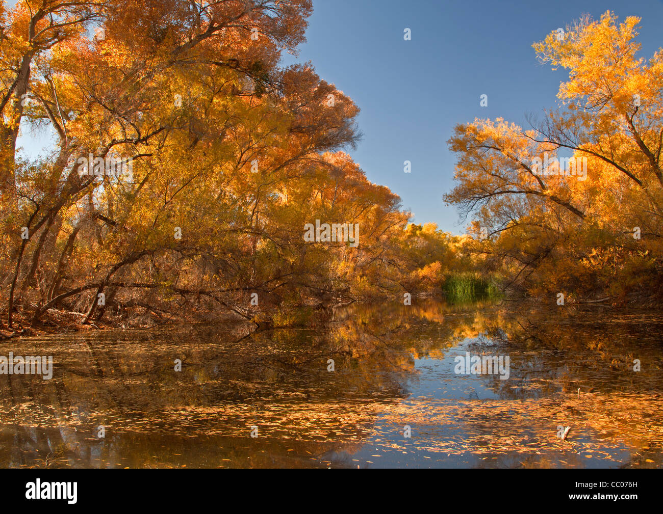 Pappeln (Populus Fremontii) spiegeln in Palm See im Hassyampa-Naturschutzgebiet in der Nähe von Wickenburg, USA Stockfoto
