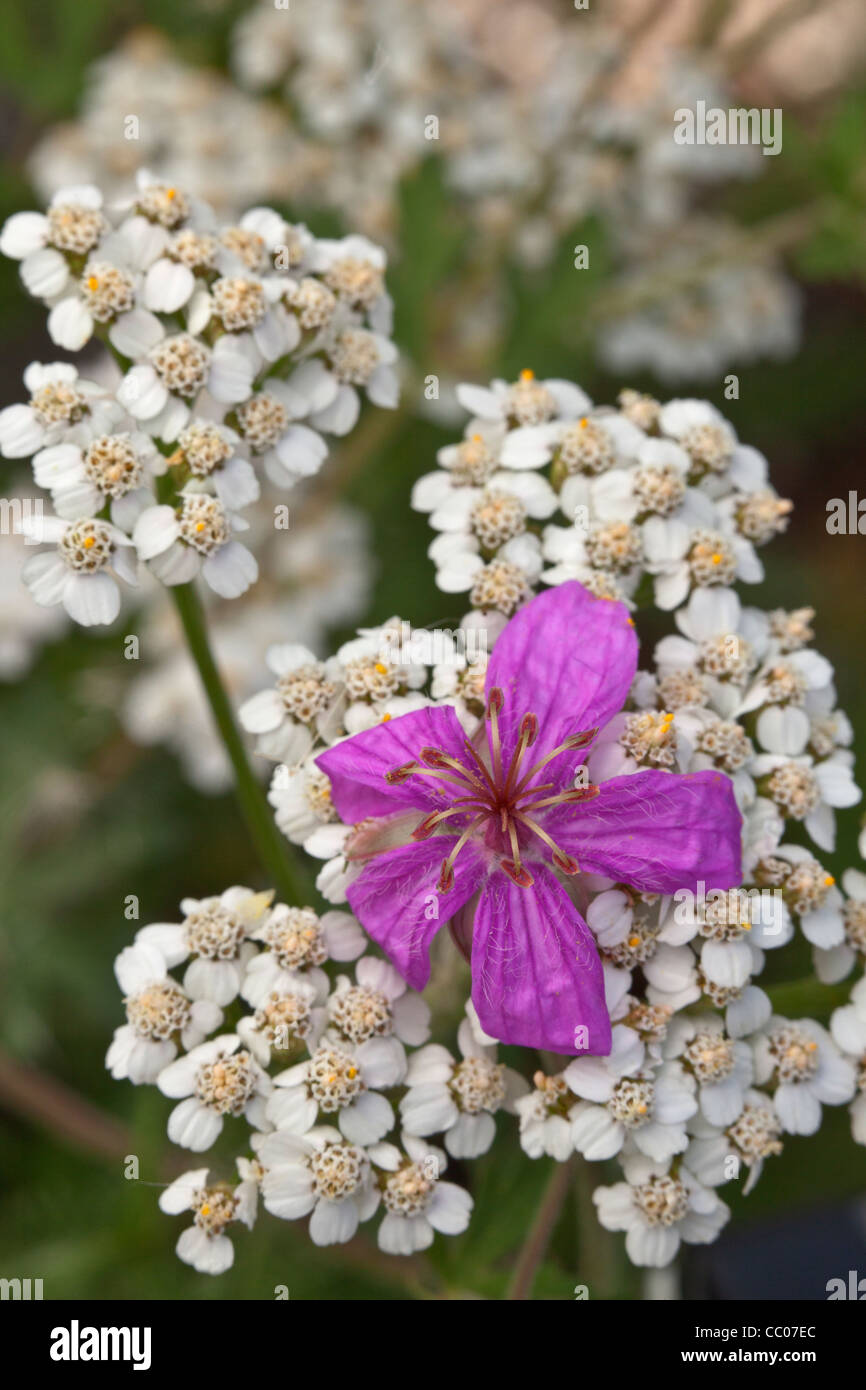 Wild Geranium (Geranie Caespitosum) vermischt mit westlichen Schafgarbe (Achillea Millefolium var. Lanulosa) Blumen Stockfoto