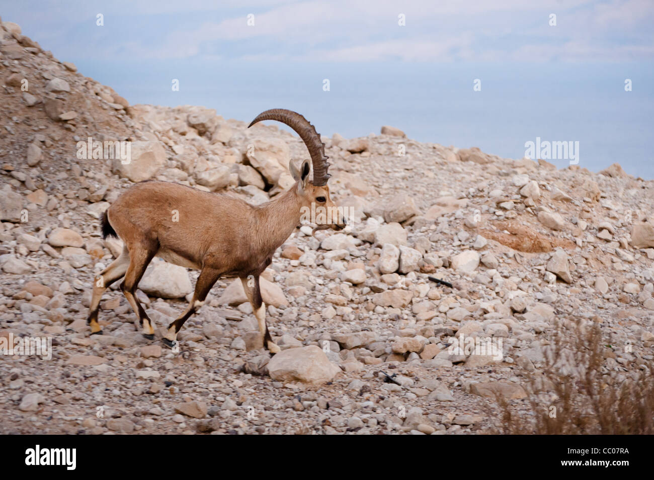 Eine nubische Steinböcke (Capra Nubiana) weidet unter der felsigen Küste des Toten Meeres im Jordan-Tal des Westjordanlandes. Stockfoto