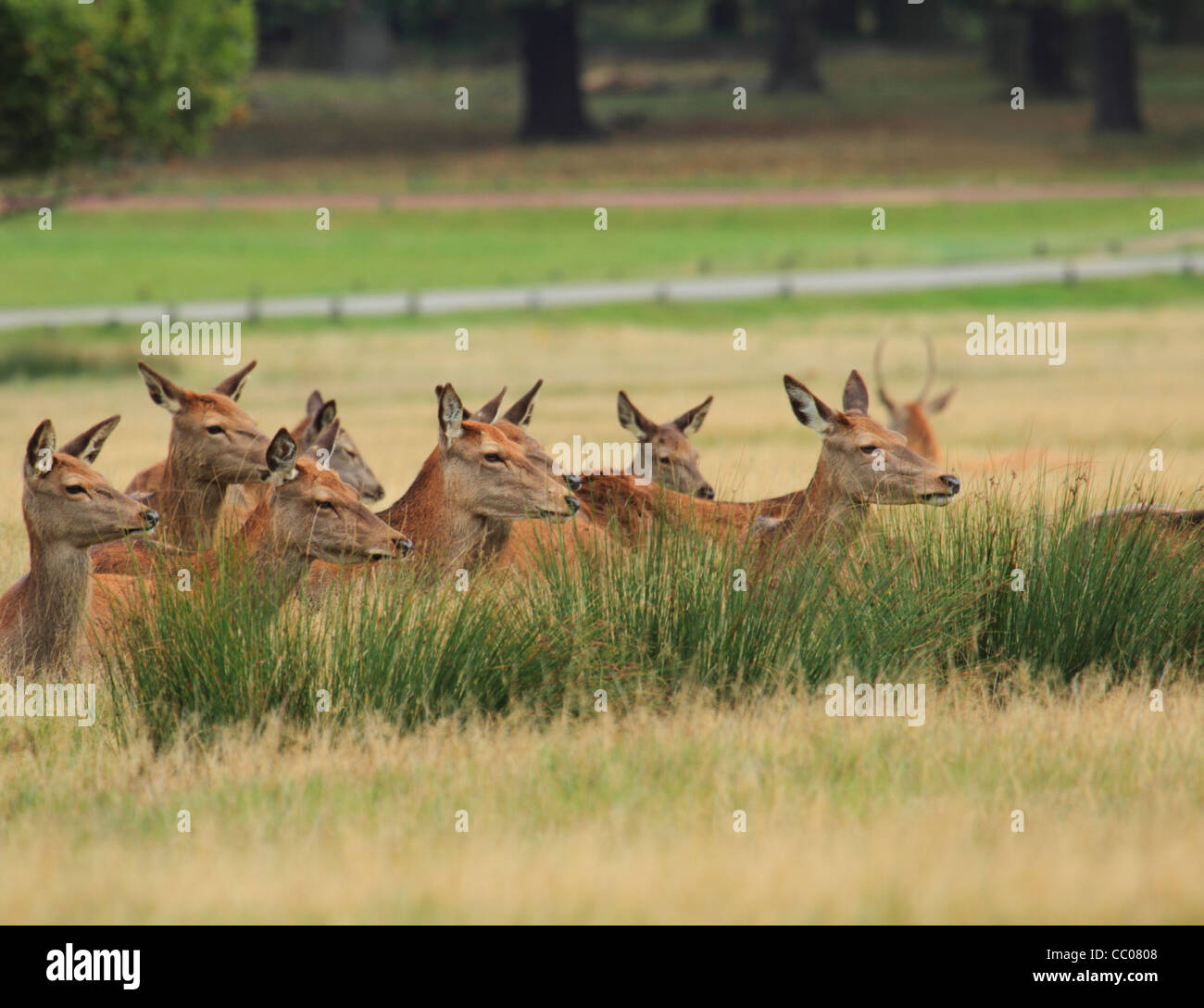 Herde von roten Hinds Hirsche lange Gras zu legen, alle mit Blick auf die gleiche Weise mit ihrer Aufmerksamkeit gefangen. Stockfoto