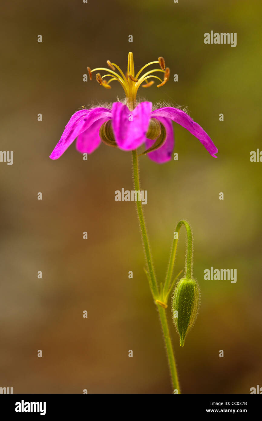 Wild Geranium (Geranie Caespitosum) Blume Stockfoto