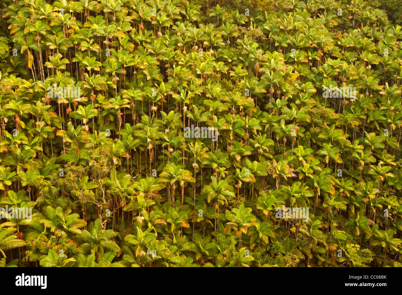 Hang von Palmen in der Nähe von Hilo, Hawaii, USA Stockfoto