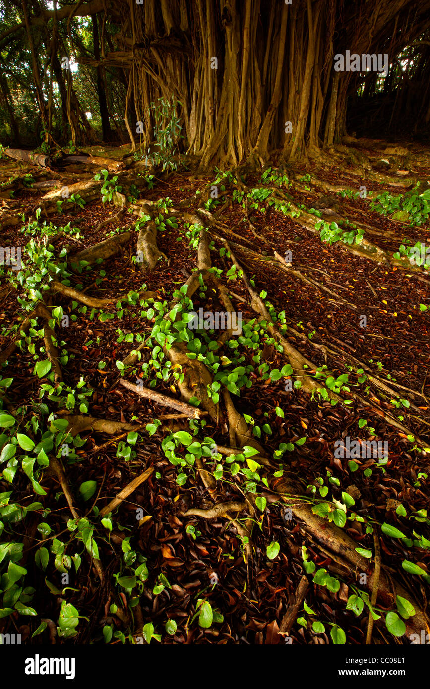 Wurzeln des Bantambaumbaums Stockfoto