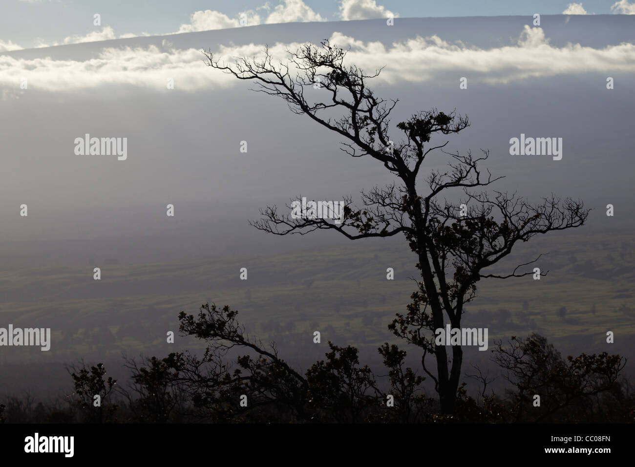 Einsamer Baum Silhouette gegen Mauna Kea in Hawaii Volcanoes National Park, Hawaii, USA Stockfoto