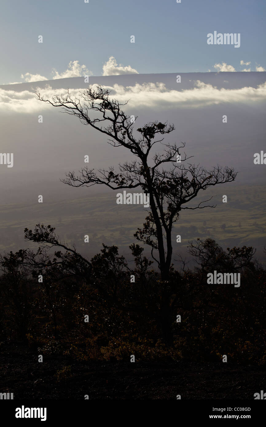 Einsamer Baum Silhouette gegen Mauna Kea in Hawaii Volcanoes National Park, Hawaii, USA Stockfoto