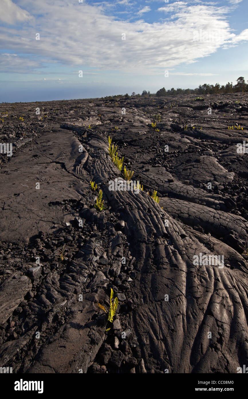 Gekühlten Pahoehoe-Lava in Hawai ' i Volcanoes-Nationalpark, Hawaii, USA Stockfoto