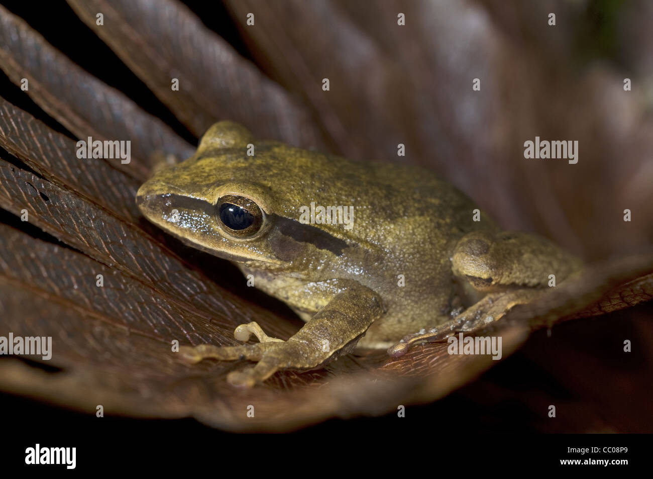 Der Grasfrosch Baum (Polypedates Leucomystax) Stockfoto