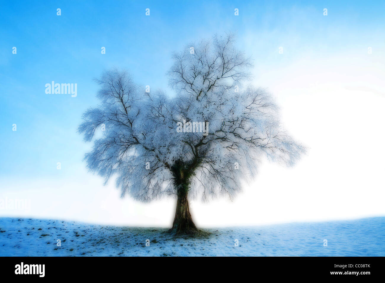Gefrorene Weißdorn im Schnee. Leitrim. Irland Stockfoto