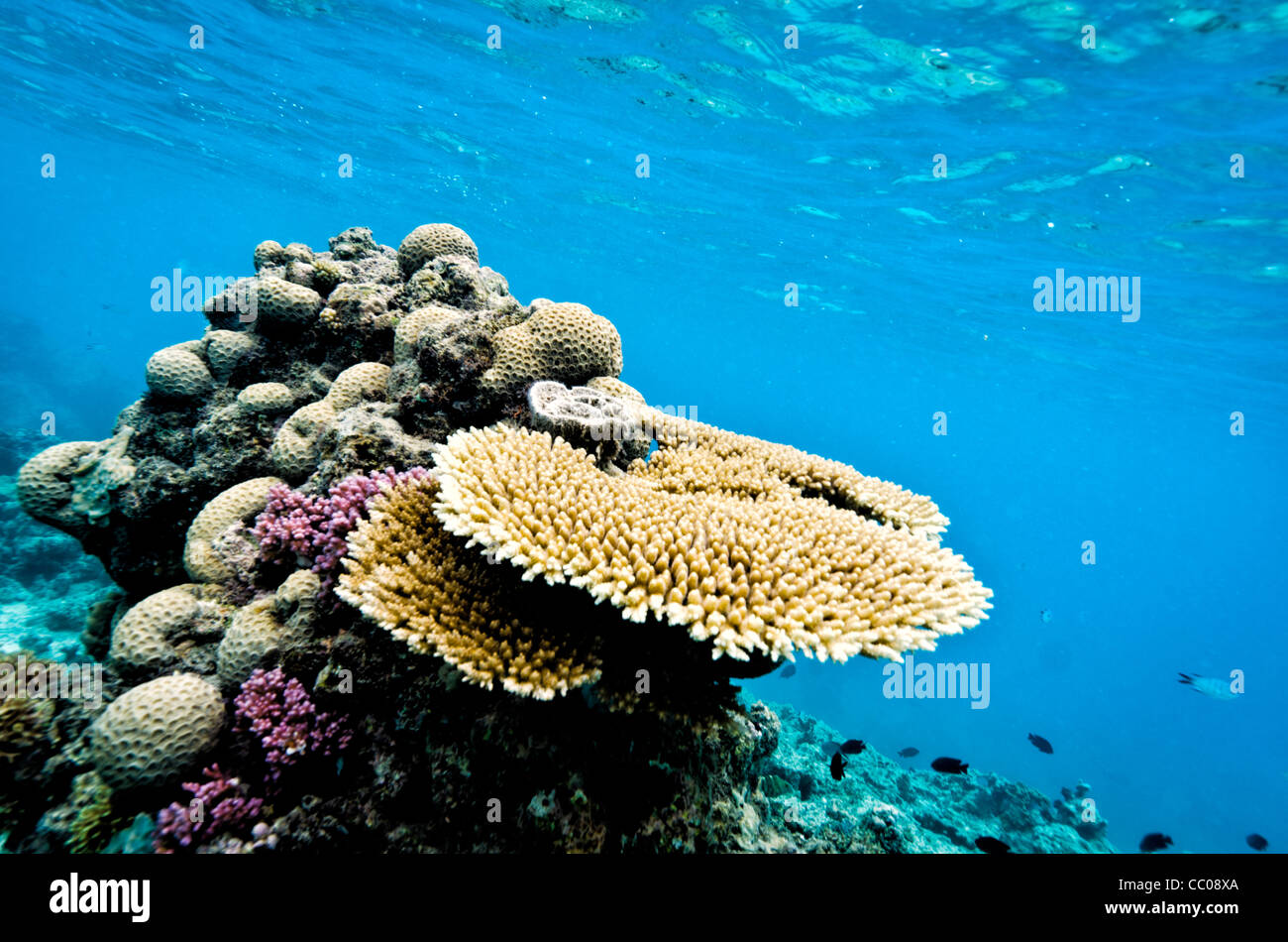 Plate Coral Swains Reef Great Barrier Reef Australien | SWAINS REEF, Queensland, Australien – Eine tabellarische Plattenkoralle breitet sich horizontal auf einer gemischten Riffstruktur im flachen, sonnendurchfluteten Wasser des Great Barrier Reef aus. Diese abgeflachte Wachstumsform maximiert die dem Sonnenlicht ausgesetzte Oberfläche und fördert die Photosynthese in den symbiotischen Zooxanthellen der Korallen. Das breite Baldachin schützt auch kleinere Rifffische vor Raubtieren und fungiert als natürlicher ökologischer Regenschirm innerhalb der Riffgemeinschaft. Stockfoto
