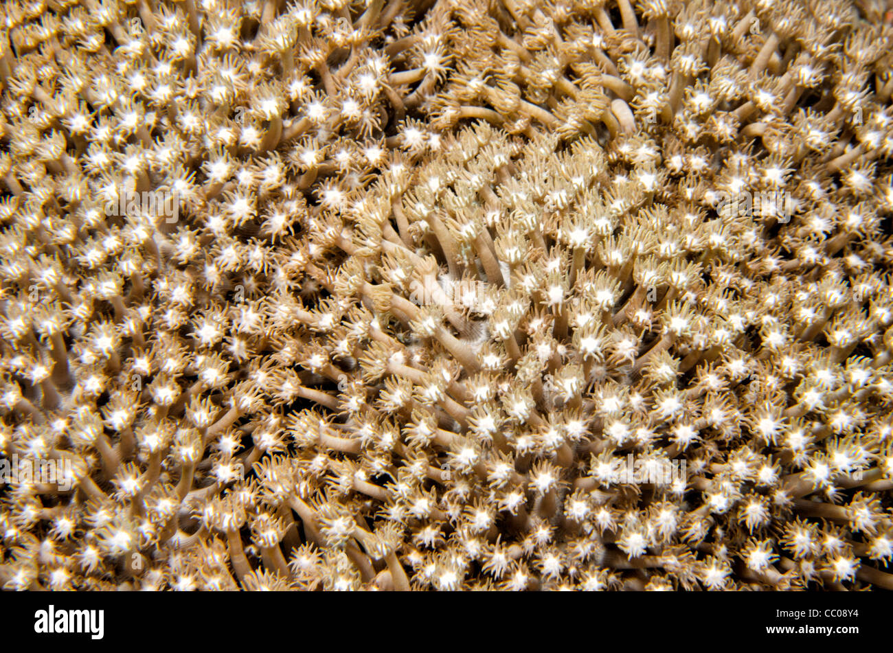 Unterwasser-Nahaufnahme Schuss von Anemone Koralle auf Swains Riff auf das Great Barrier Reef an der Küste von Queensland, Australien. Stockfoto