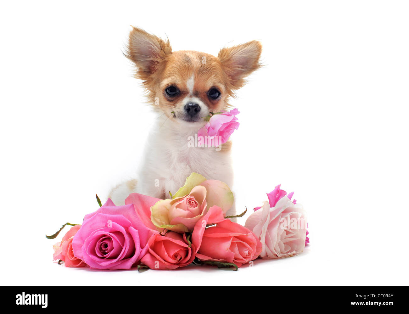 Porträt von einem süßen reinrassigen Welpen Chihuahua mit Rosen vor weißem Hintergrund Stockfoto