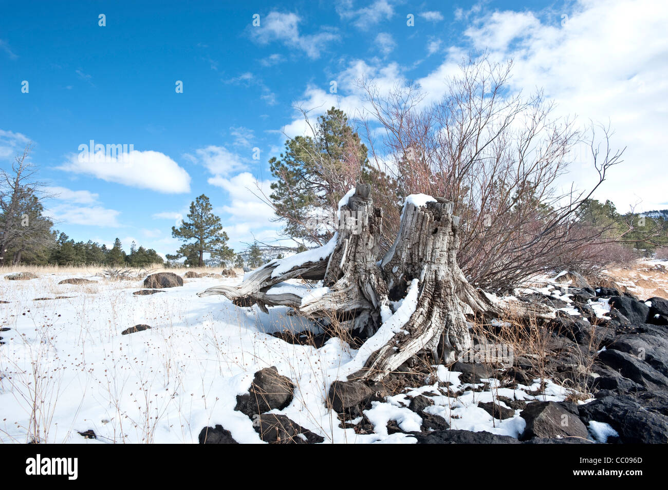 Eine schneebedeckte Baumstumpf in der hohen Wüste Wildnis Stockfoto