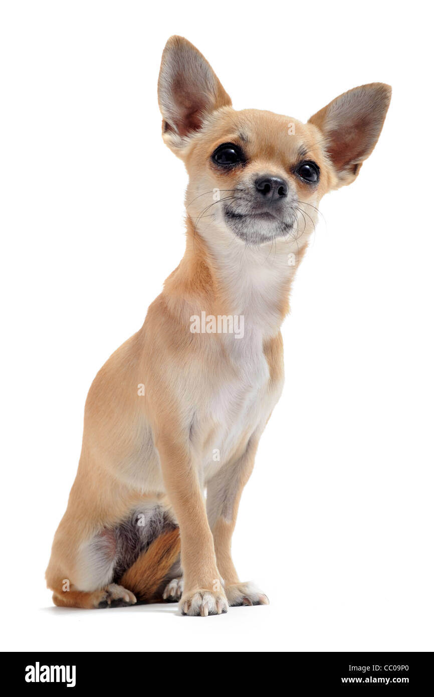 Porträt von einem süßen reinrassige Kurzhaar Chihuahua vor weißem  Hintergrund Stockfotografie - Alamy