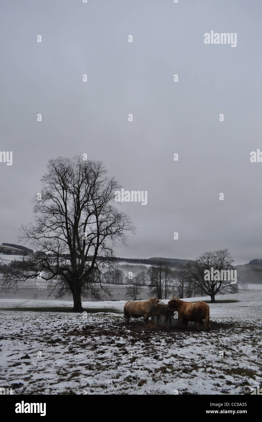 Zwei Highland Kühe essen Heu in einem Perthshire.  Hochformat mit einem einzigen Baum im mittleren Boden und Schnee am Boden Stockfoto