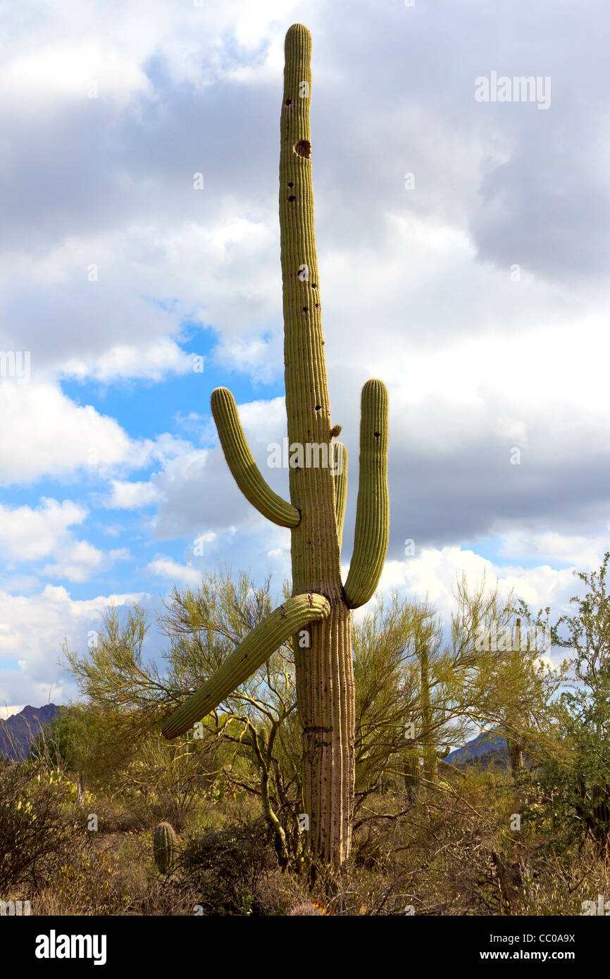 Saguaro-Kaktus, Größe ein Baumes Kaktus, die ursprünglich aus der Sonora-Wüste, in der Nähe von Tucson, AZ Stockfoto