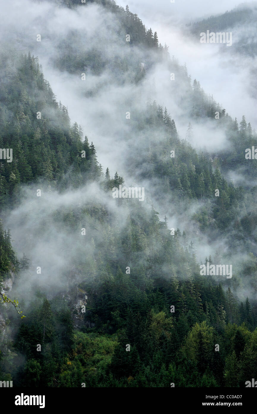 Eine vertikale Landschaftsbild der Nadelbäume wachsen auf den Seiten von steilen Küstengebirge von British Columbia Stockfoto