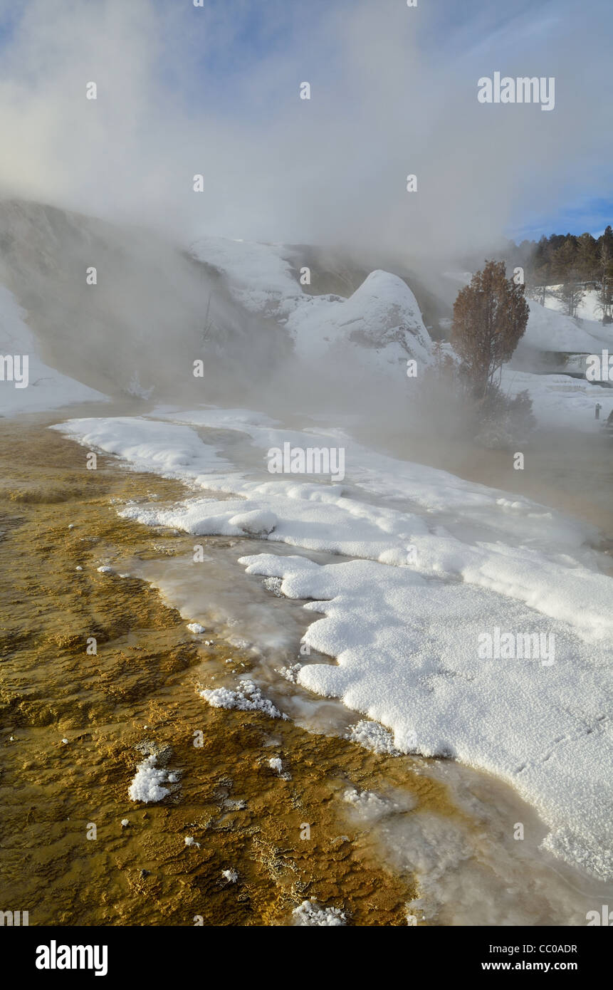 Dampf steigt aus heißen Quellen auf der Terrasse. Mammoth Hot Springs, Yellowstone-Nationalpark, Wyoming, USA. Stockfoto