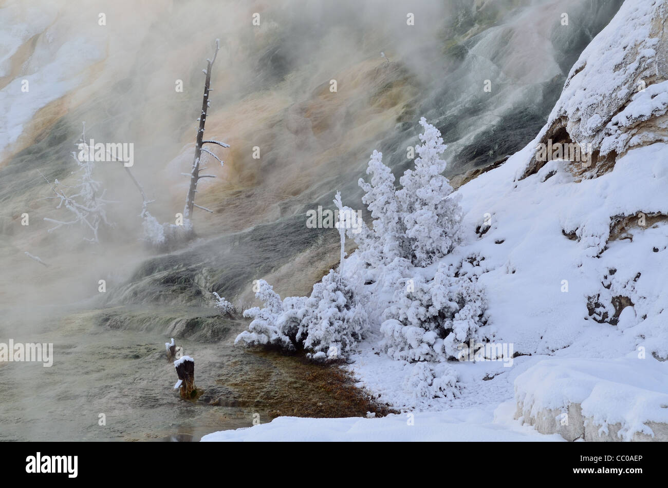 Schneebedeckte Busch durch eine dampfende heiße Quelle. Mammoth Hot Springs, Yellowstone-Nationalpark, Wyoming, USA. Stockfoto