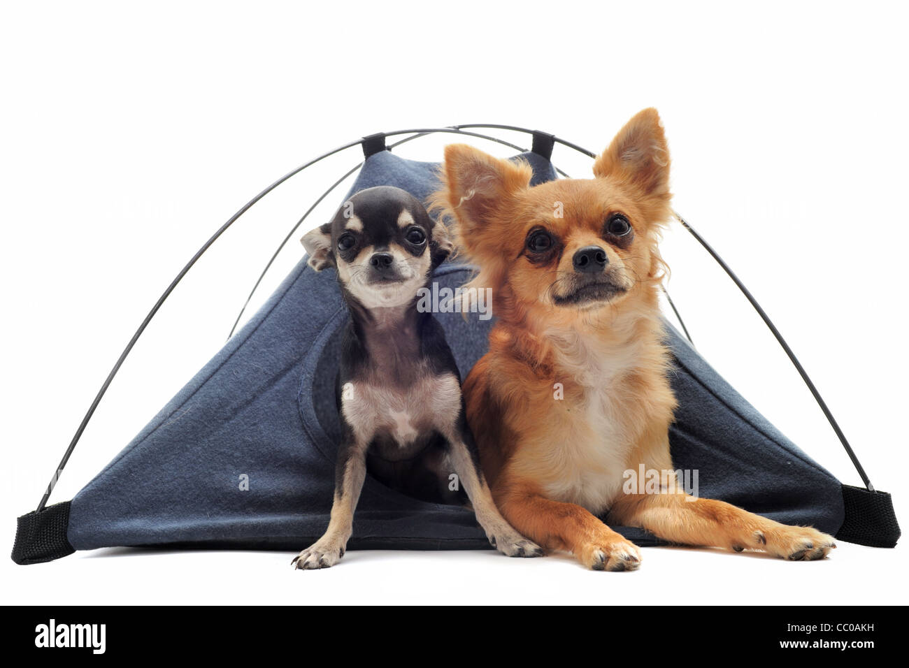 Porträt von einem süßen reinrassige Chihuahuas im Zelt vor weißem Hintergrund Stockfoto