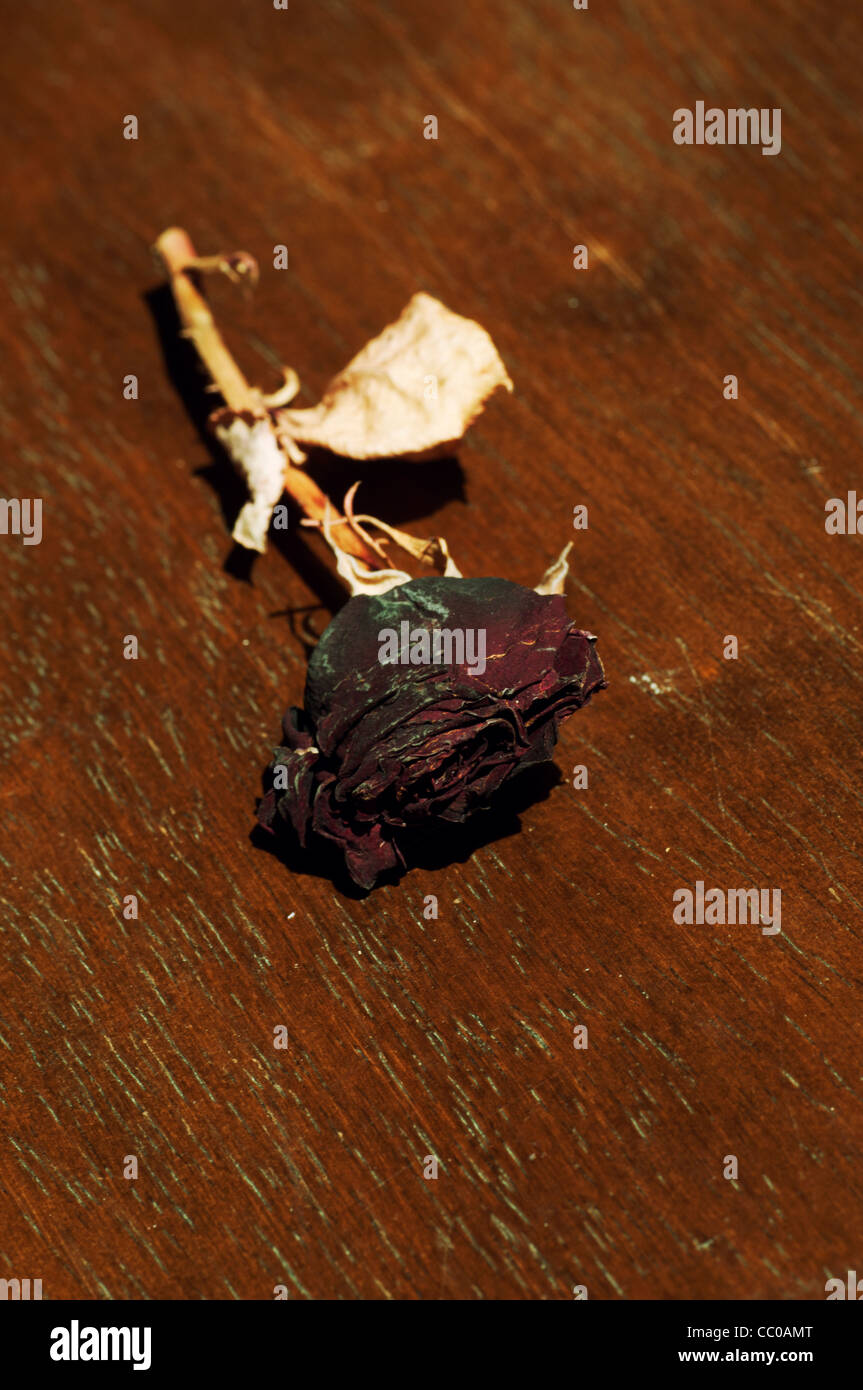 Trockener rose Stockfoto