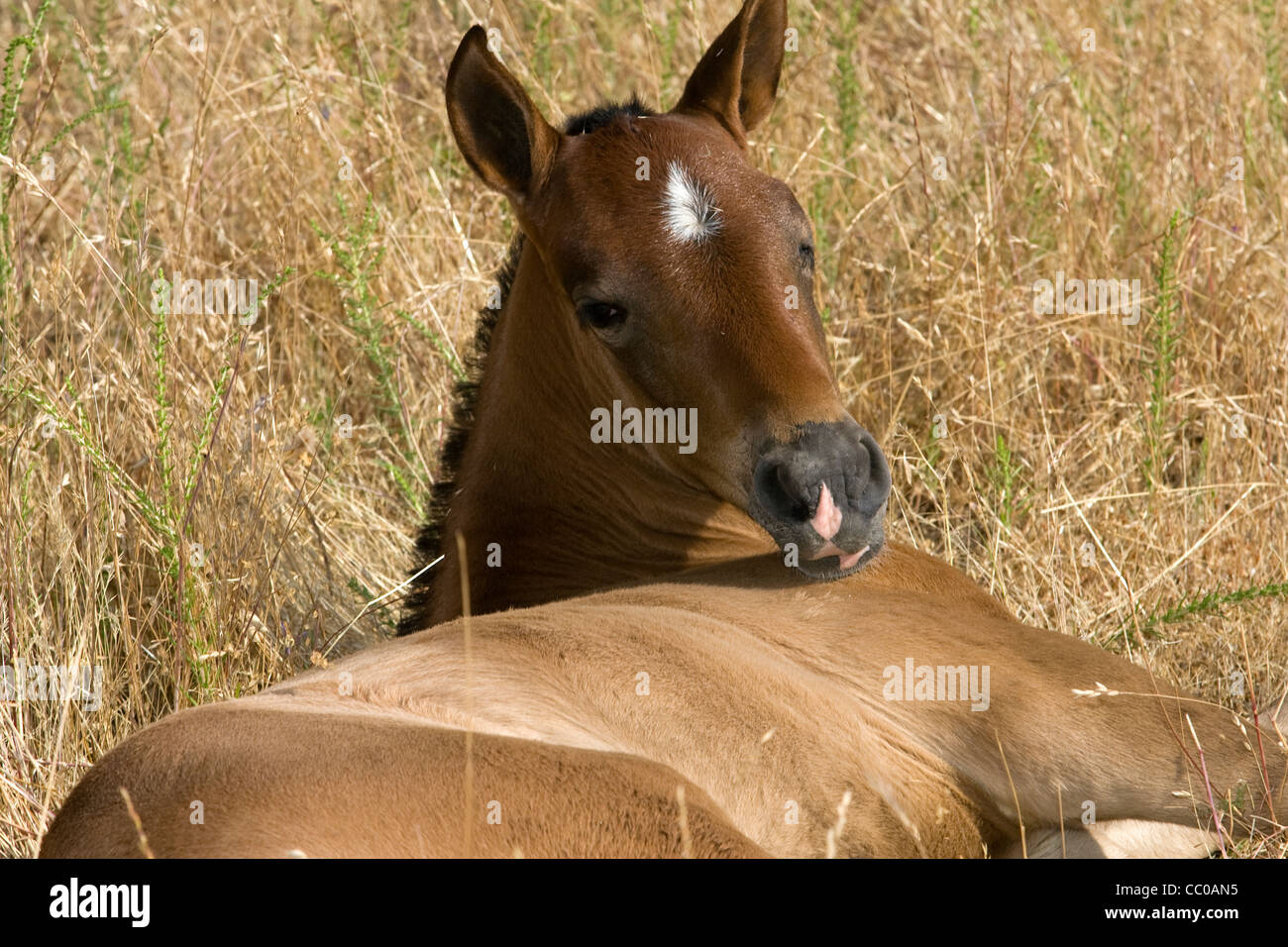 Ein junges Pferd ruht auf einer Wiese. Stockfoto