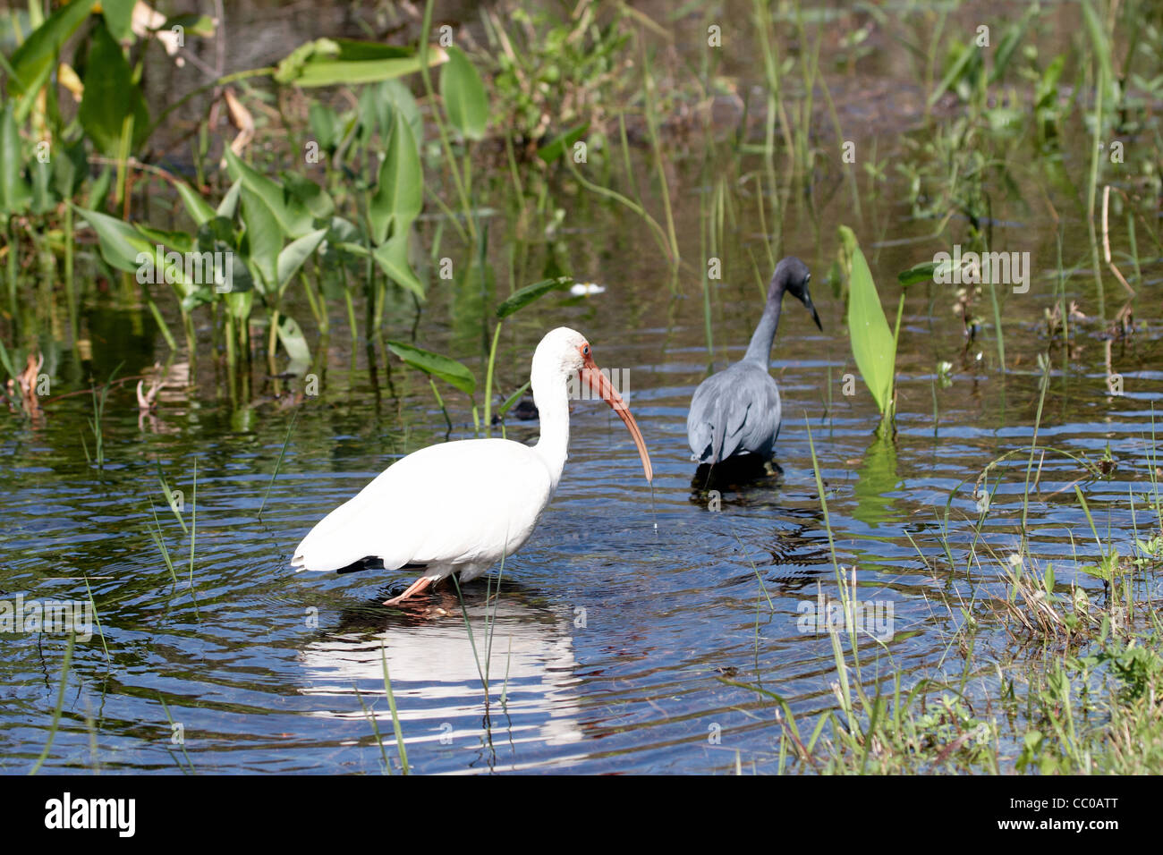 Ein großer weißer Vogel mit Wasser orange Schnabel Stockfoto