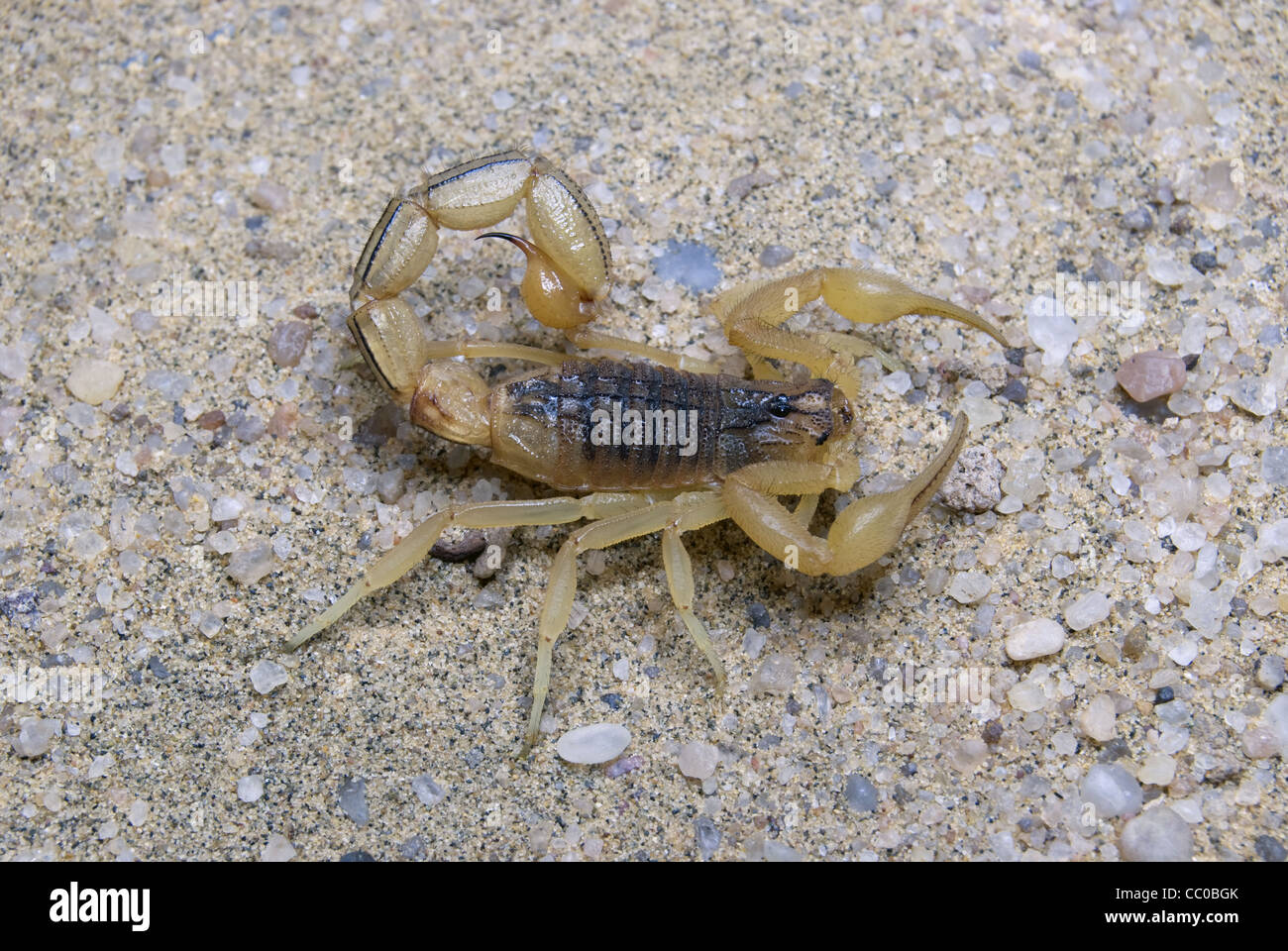 Indian Red Scorpion, BUTHIDAE, Hottentotta Tamulus. Gemeinsamen. Eines der giftigsten Skorpion. Pune, Maharashtra, Indien Stockfoto