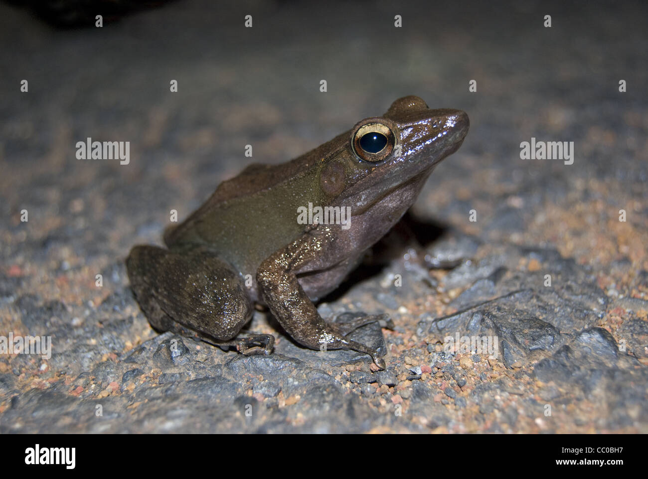 Bronzierter frosch hylarana temporalis Fotos und Bildmaterial in