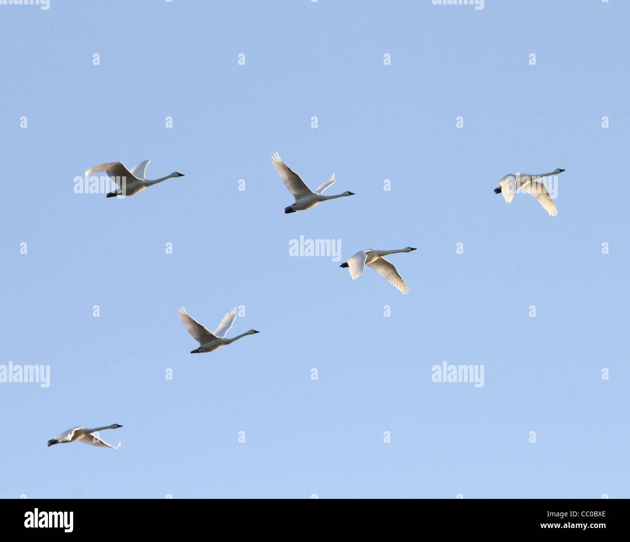 Tundra Schwäne fliegen in Formation in der Dämmerung. Stockfoto
