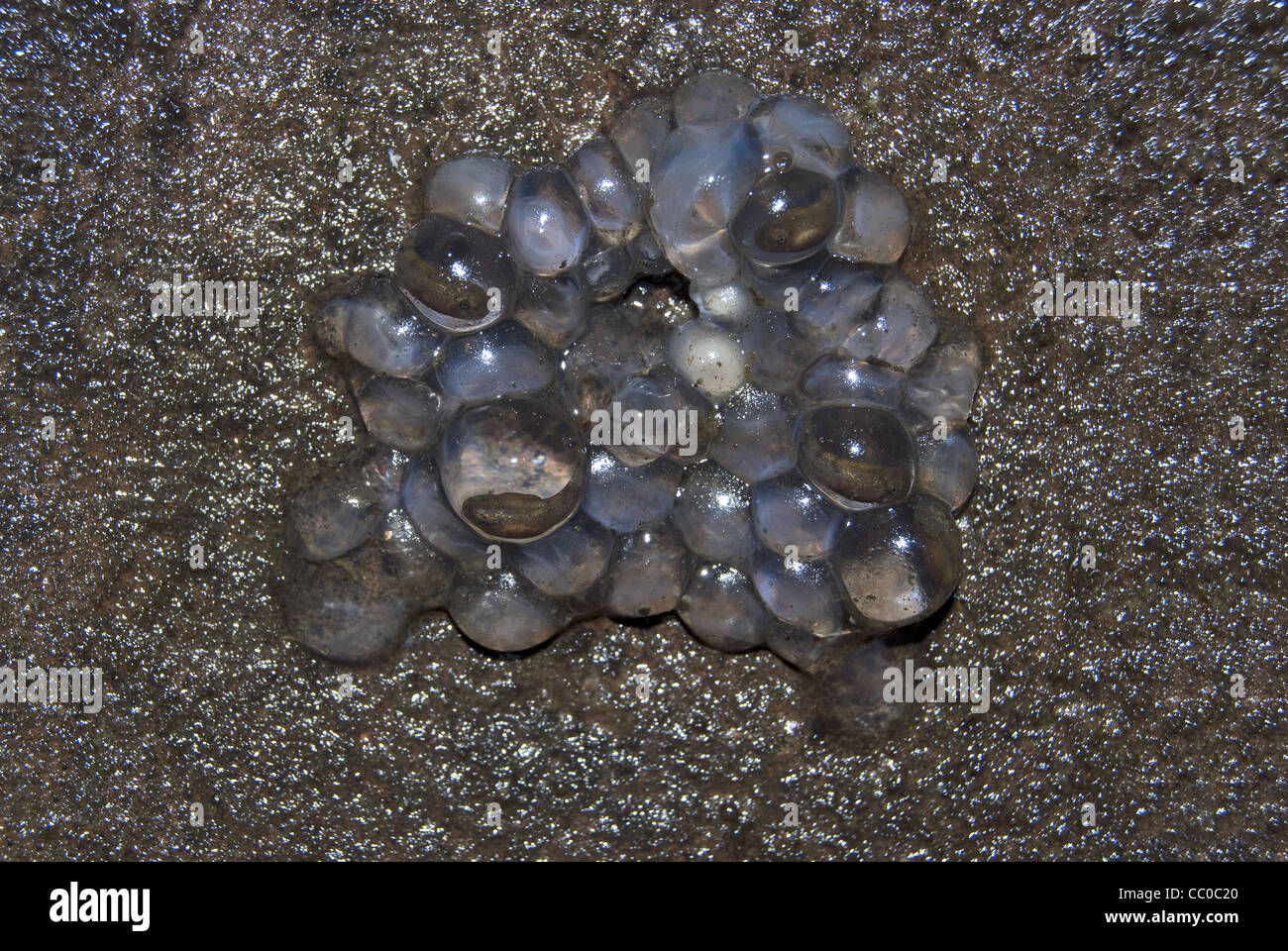 Eiern runzlig Frosch (Nyctibatrachus spp.) Stockfoto