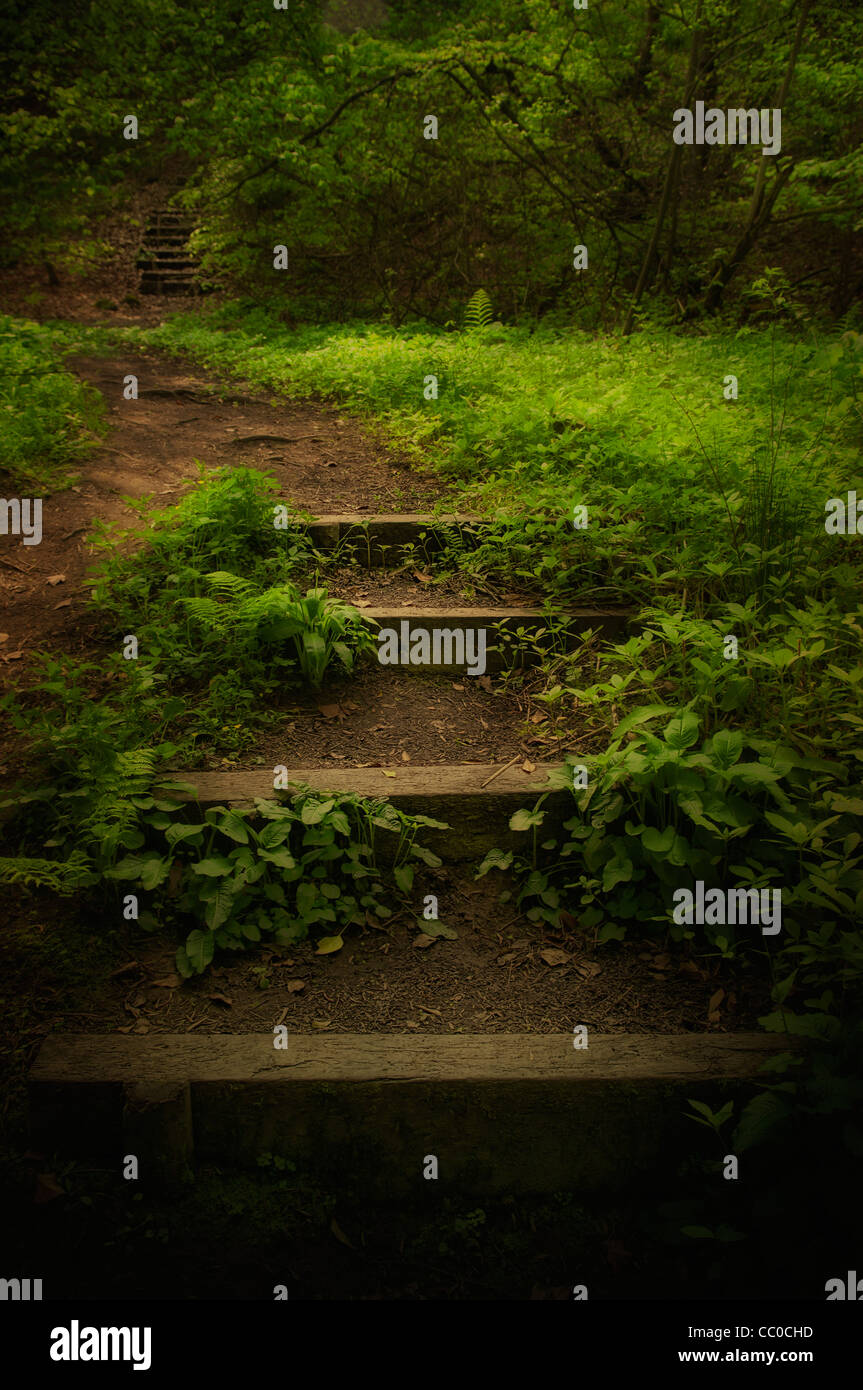 Schritte in den Wald Stockfoto