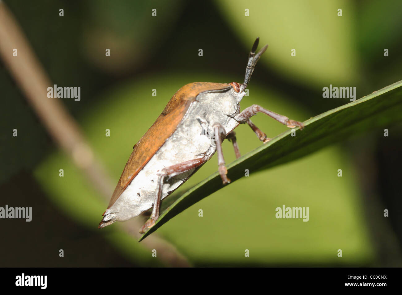 Der braune Marmorated Gestank Bug (Halyomorpha Halys) Stockfoto