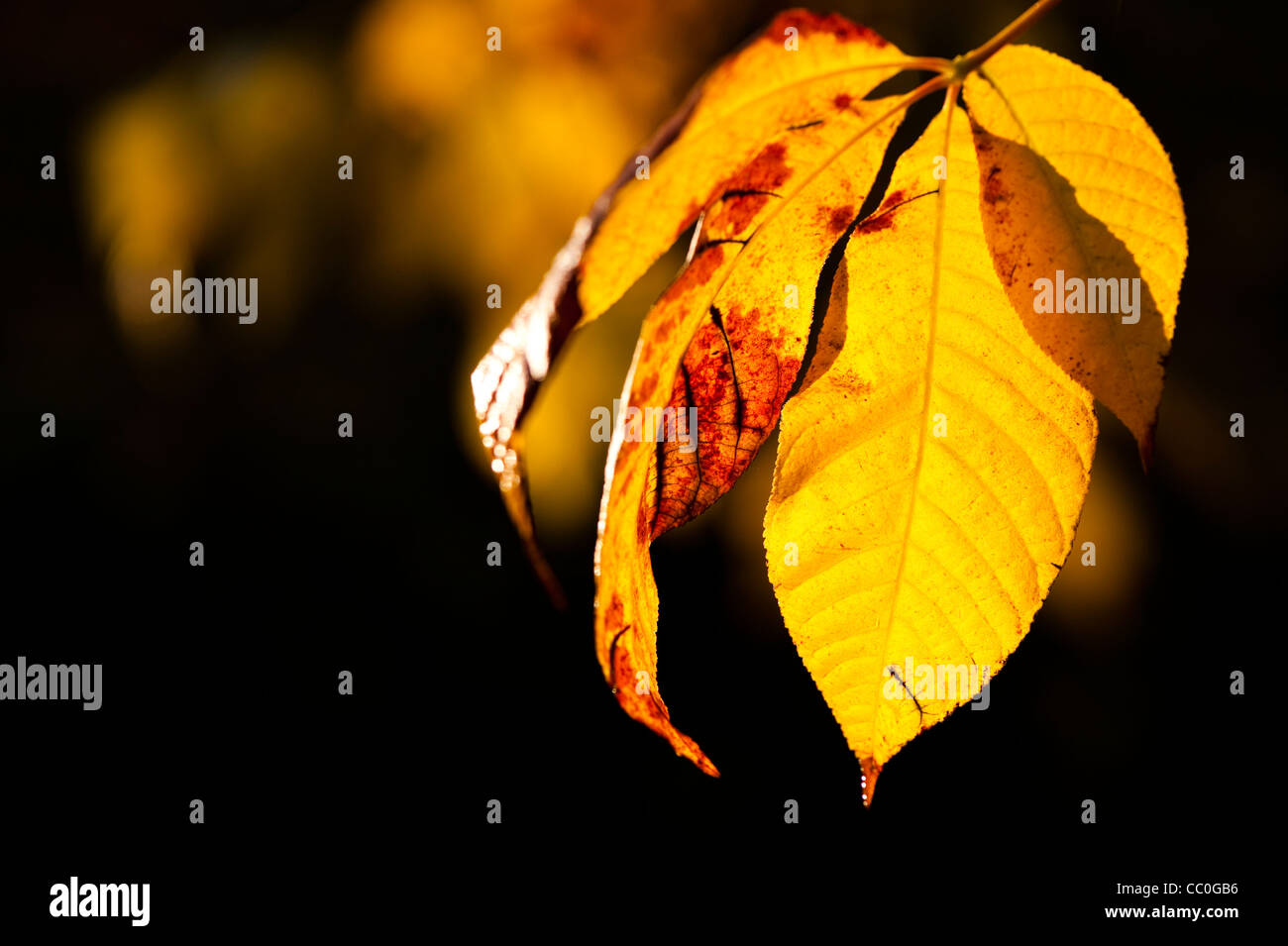 Aesculus Parviflora, Zwerg Buckeye, im Herbst Stockfoto