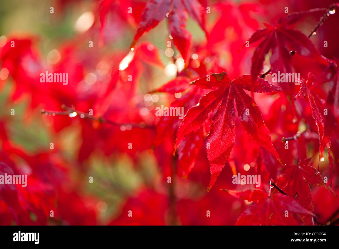 Acer Palmatum 'Atropurpureum Wattez' im Herbst Stockfoto
