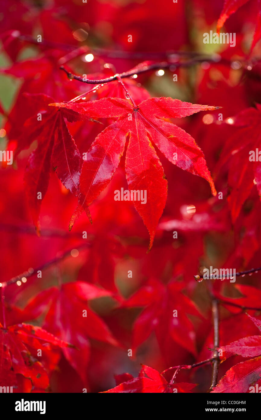Acer Palmatum 'Atropurpureum Wattez' im Herbst Stockfoto