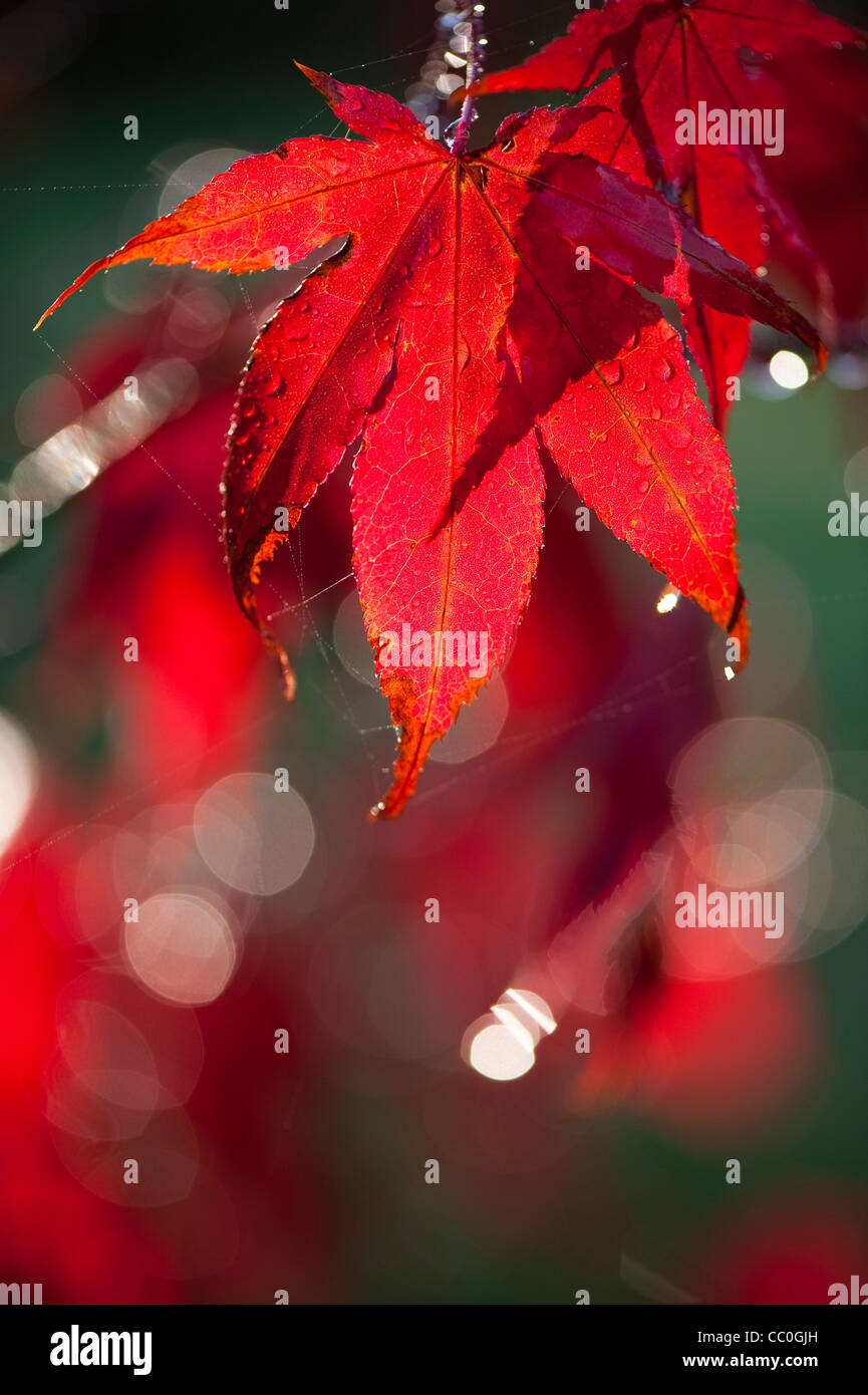 Acer Palmatum 'Atropurpureum Wattez' im Herbst Stockfoto