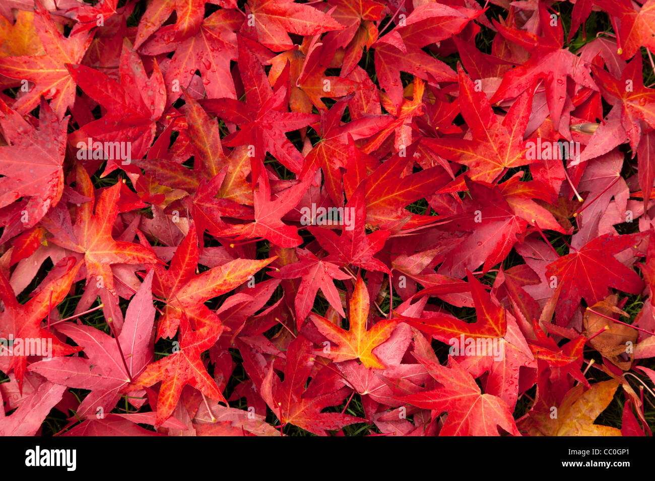 Acer Blätter Hintergrund Verlegung auf Boden im Herbst Stockfoto